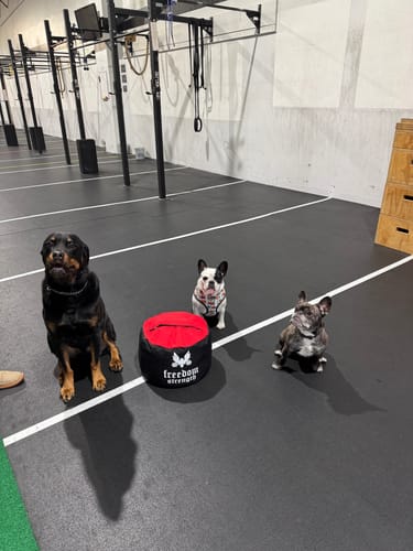 Customer photo review of Strongman Sandbag V3