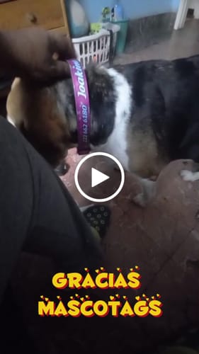 Customer video review of Collar personalizado para Mascota: Corazones