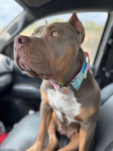 Customer photo review of Comfort Control Collar - Pastel Icing