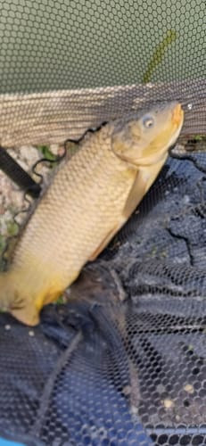 Customer photo review of 4" QM1 BAYONET RIGS BARBLESS - 4 Opties