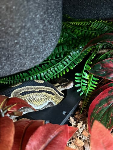 Customer photo review of BlackBox Subterranean Hides Medium 9x9x4"