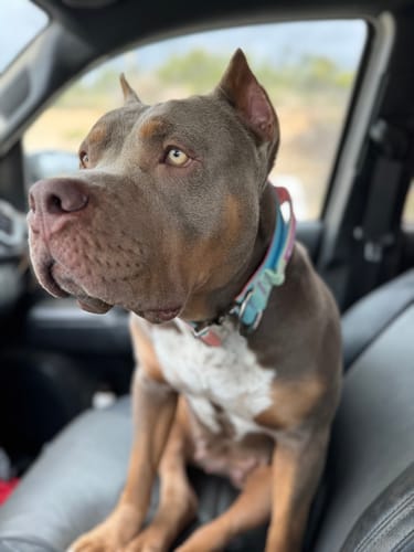 Customer photo review of Comfort Control Collar - Pastel Icing
