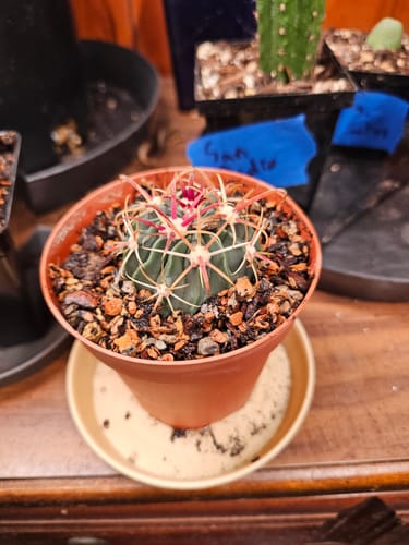 Customer photo review of Ferocactus Latispinus | Devil’s Tongue Cactus