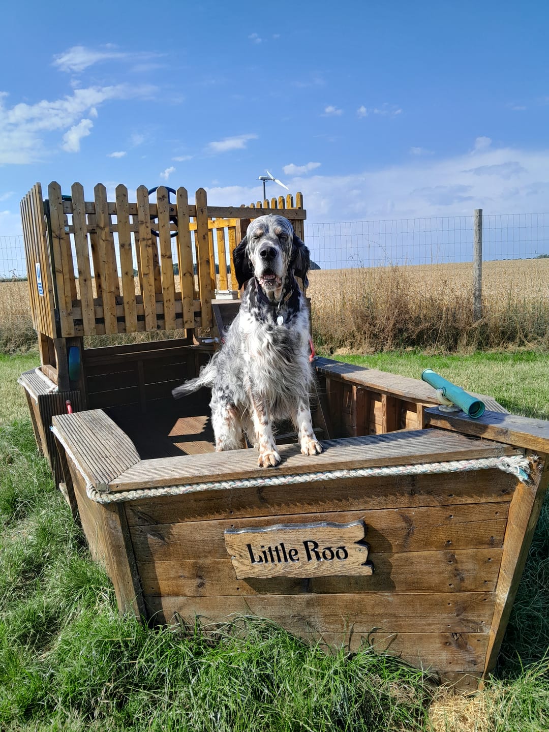 Customer photo review of British Venison Dry Food