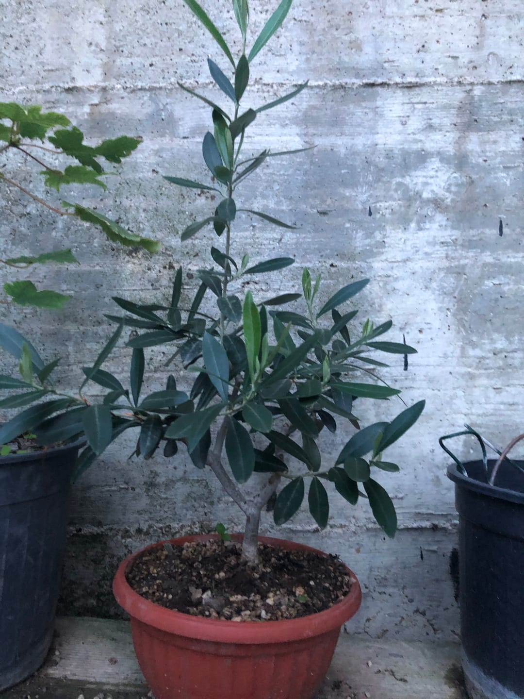 Customer photo review of BULK MASTER CB® (Pompaggio Estivo)