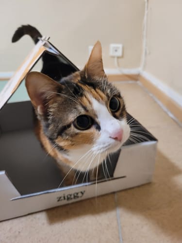 Avis photo d'un client sur Croquettes Chat Stérilisé Sans Céréales - Poulet