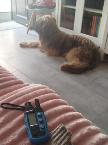 Customer photo review of Collier de Dressage PuppySafe - Sans Choc Électrique