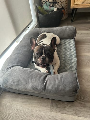 Customer photo review of PaWz Premium Pet Sofa Bed