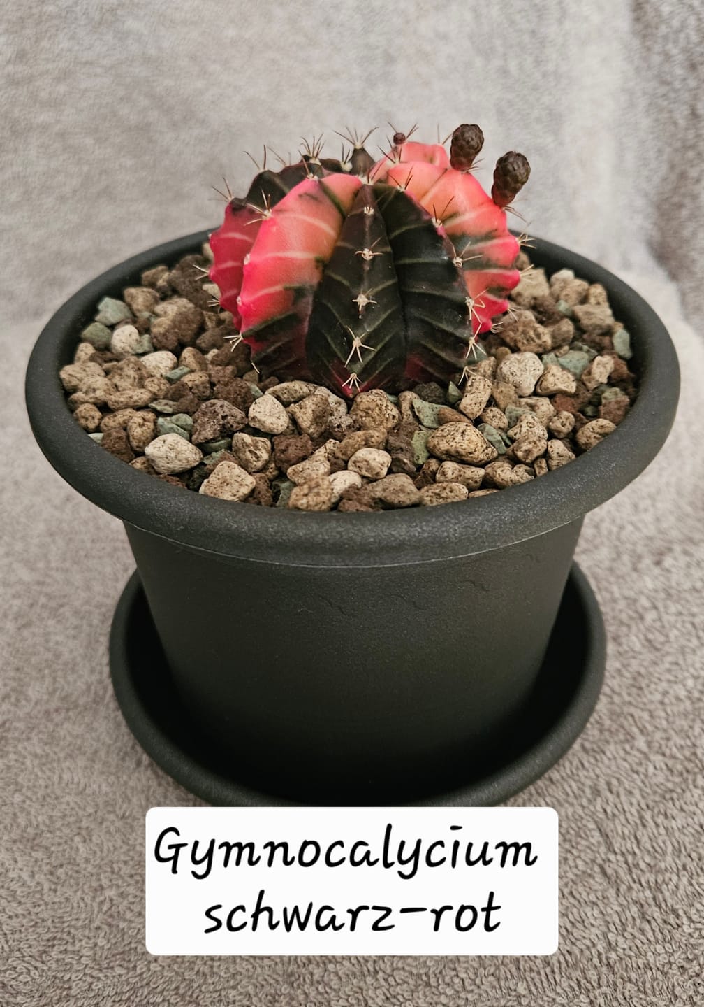 Customer photo review of Gymnocalycium Mihanovichii Variegata (Kaktus)
