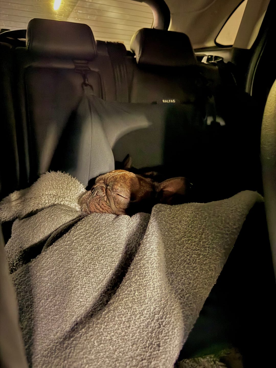 Customer photo review of Cama para auto gris gráfito