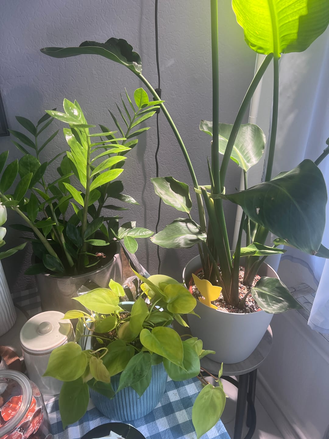 Customer photo review of PHILODENDRON HEDERACEUM LEMON LIME