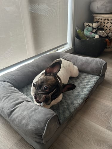 Customer photo review of PaWz Premium Pet Sofa Bed