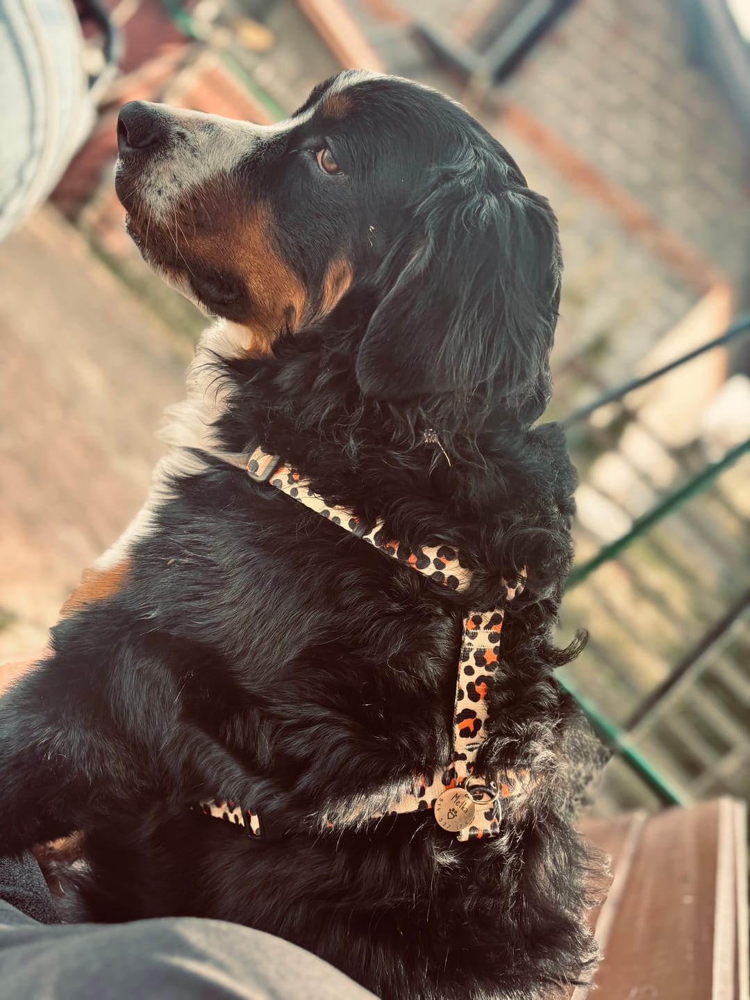 Customer photo review of Szelki guard "Leo" - czarne okucia