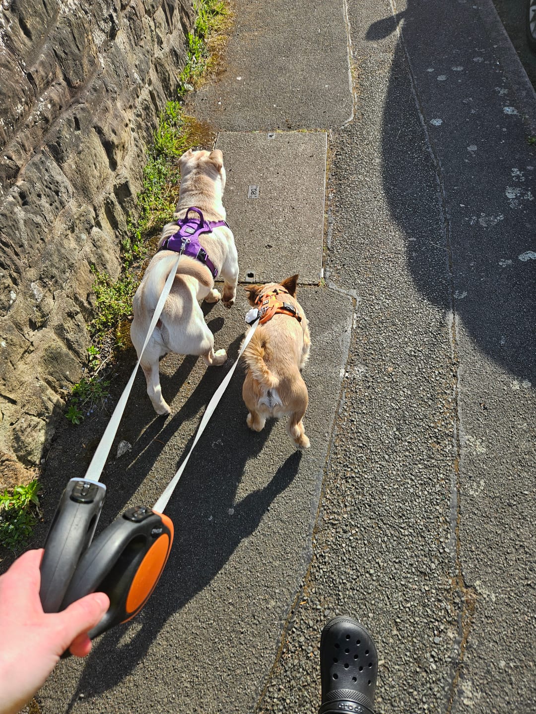 Customer photo review of Air Harness | Anti-Pull & With Handle - Purple