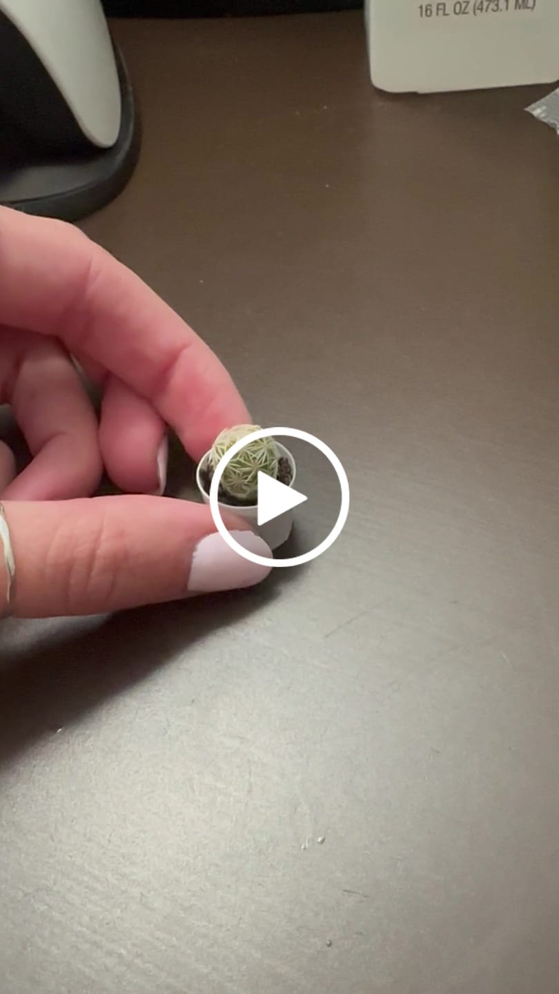 Customer video review of Thimble Cactus