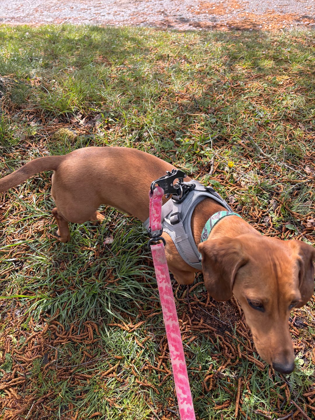 Customer photo review of Boomerang Harness - XS-M Breeds - Grey