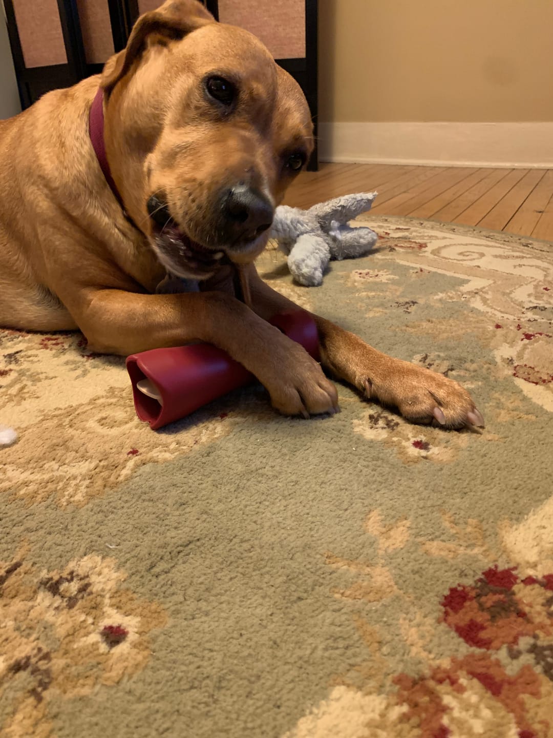 Customer photo review of Bully Stick Safety Holder