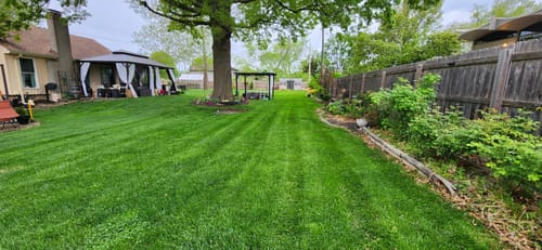 Customer photo review of GCI Turf Cool Blue Grass Seed