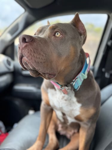 Customer photo review of Comfort Control Collar - Pastel Icing