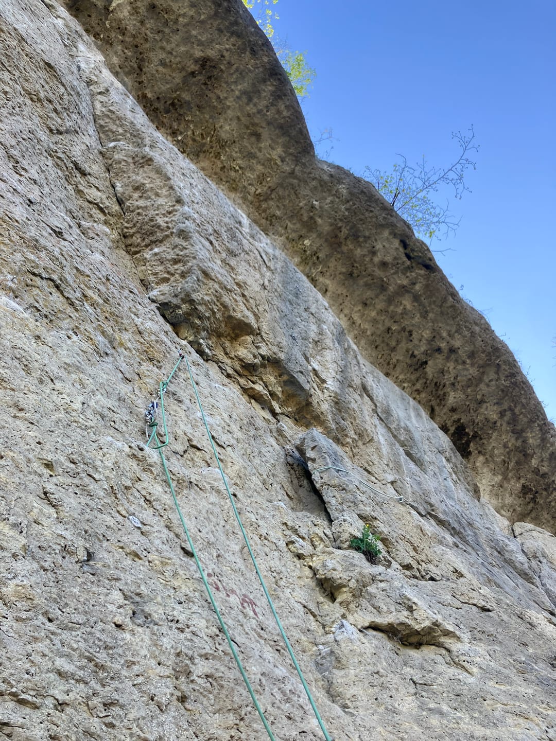 Customer photo review of Quicklink "Slide-Cinch" - Lead Rope Solo Anchor Tensioner
