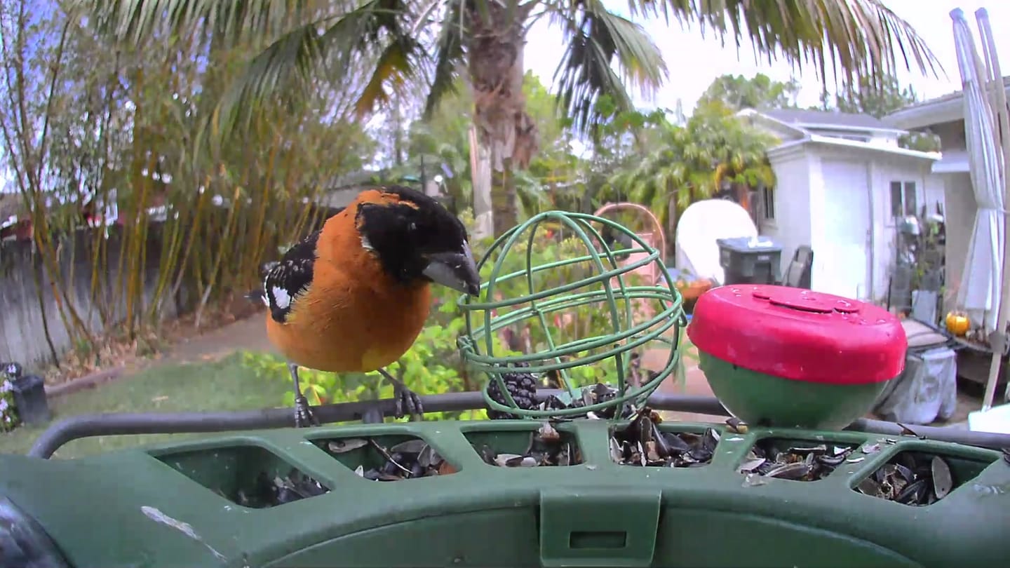 Customer photo review of Birdfy Feeder 2 Pro - Bird Feeder Camera