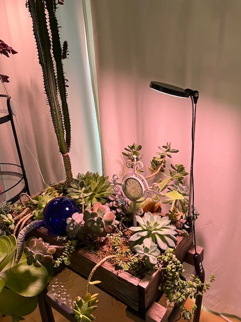 Customer photo review of 28" Adjustable LED Plant Light