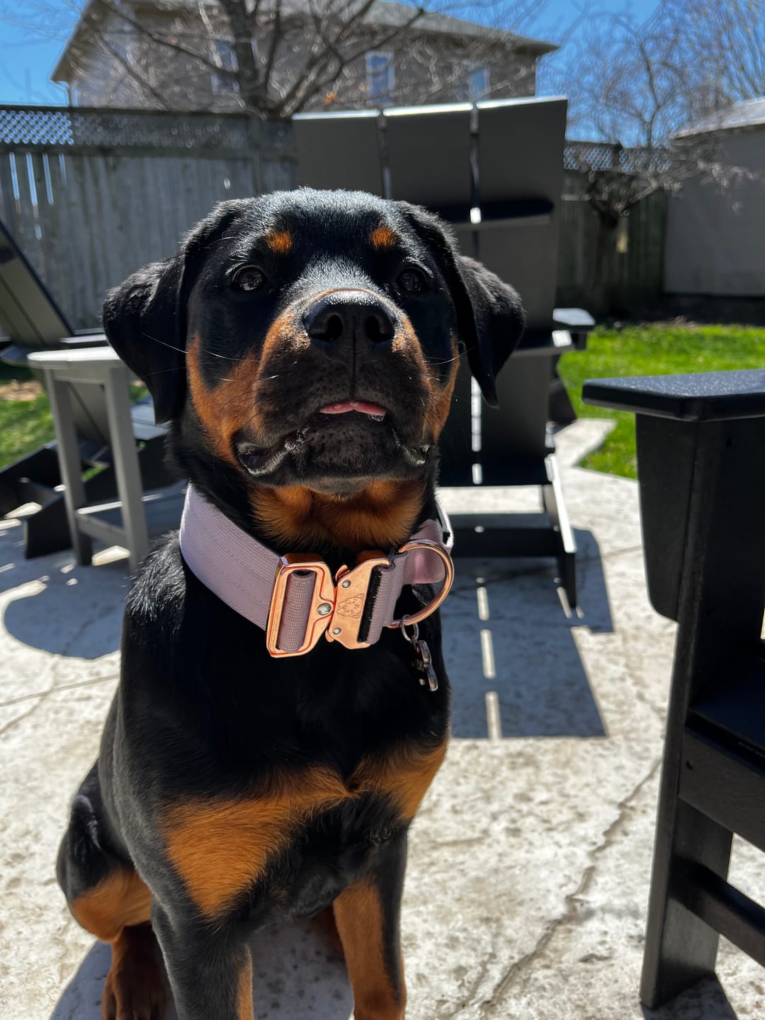 Customer photo review of 2" Tacti Luxe Dog Collar - Rose Gold - Sofia