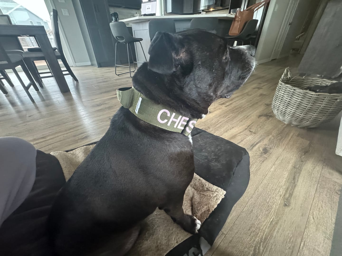 Customer photo review of 5cm Combat® Collar | With Handle & Secure Clip - Khaki