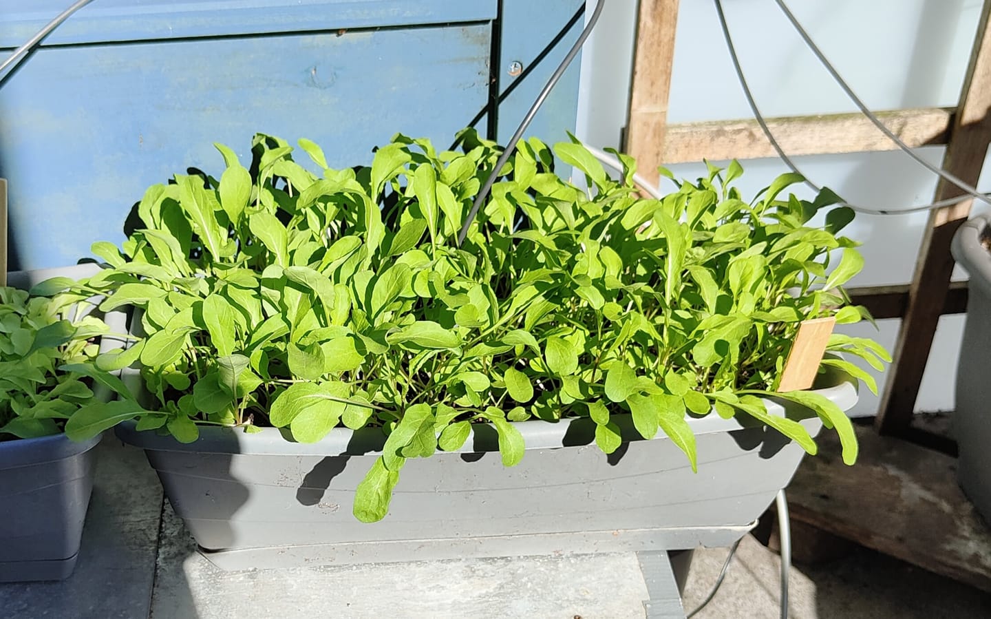 Customer photo review of Rucola