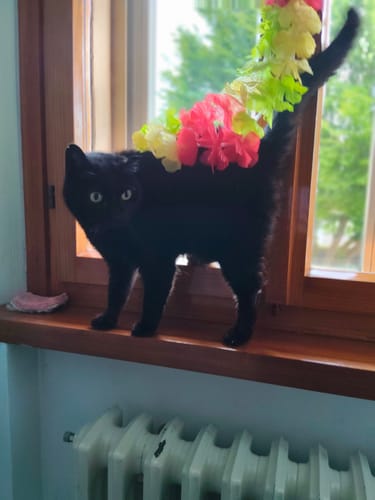 undefined review of Diffusore Calmante per Gatti image 1 out of 1