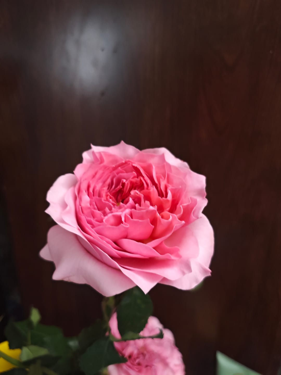Customer photo review of Millicent™ David Austin® Rose Bouquet