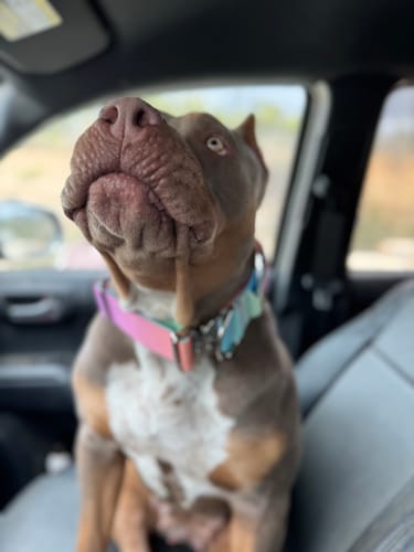 Customer photo review of Comfort Control Collar - Pastel Icing
