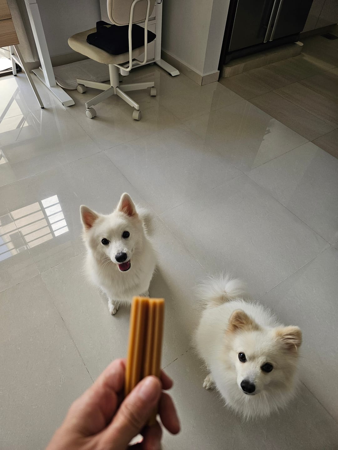 Customer photo review of Dental Chew • Large Package