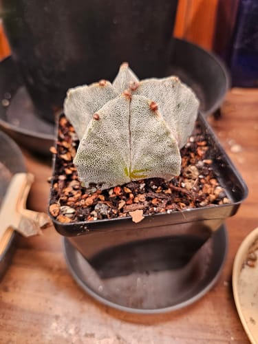 Customer photo review of Astrophytum Myriostigma | Bishops Cap Cactus