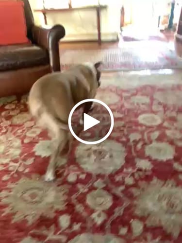 Customer video review of Large Yak Milk Dog Chews