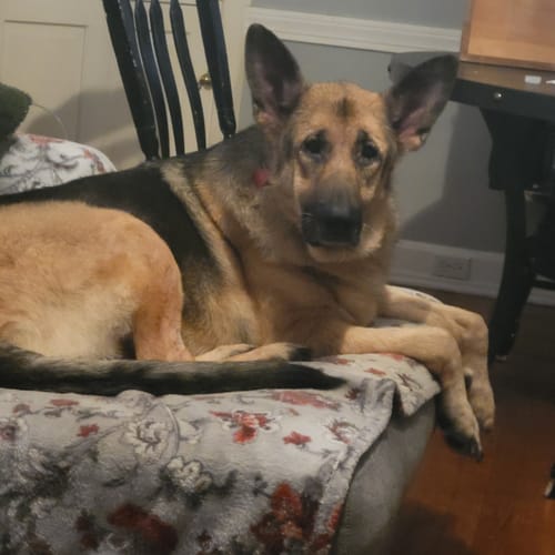 Customer photo review of FurLife™ 12 Months Flea and Tick Free