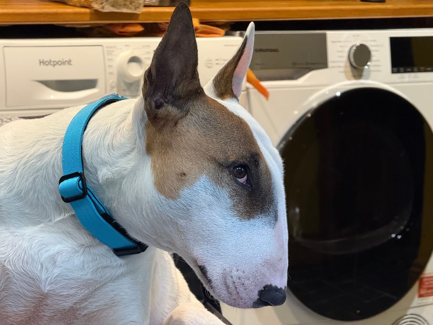 Customer photo review of 2.5cm Combat® Collar | With Handle & Rated Clip - Light Blue