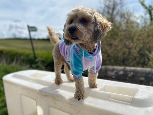 Customer photo review of Velvet Dog Hoodie - 90s Retro