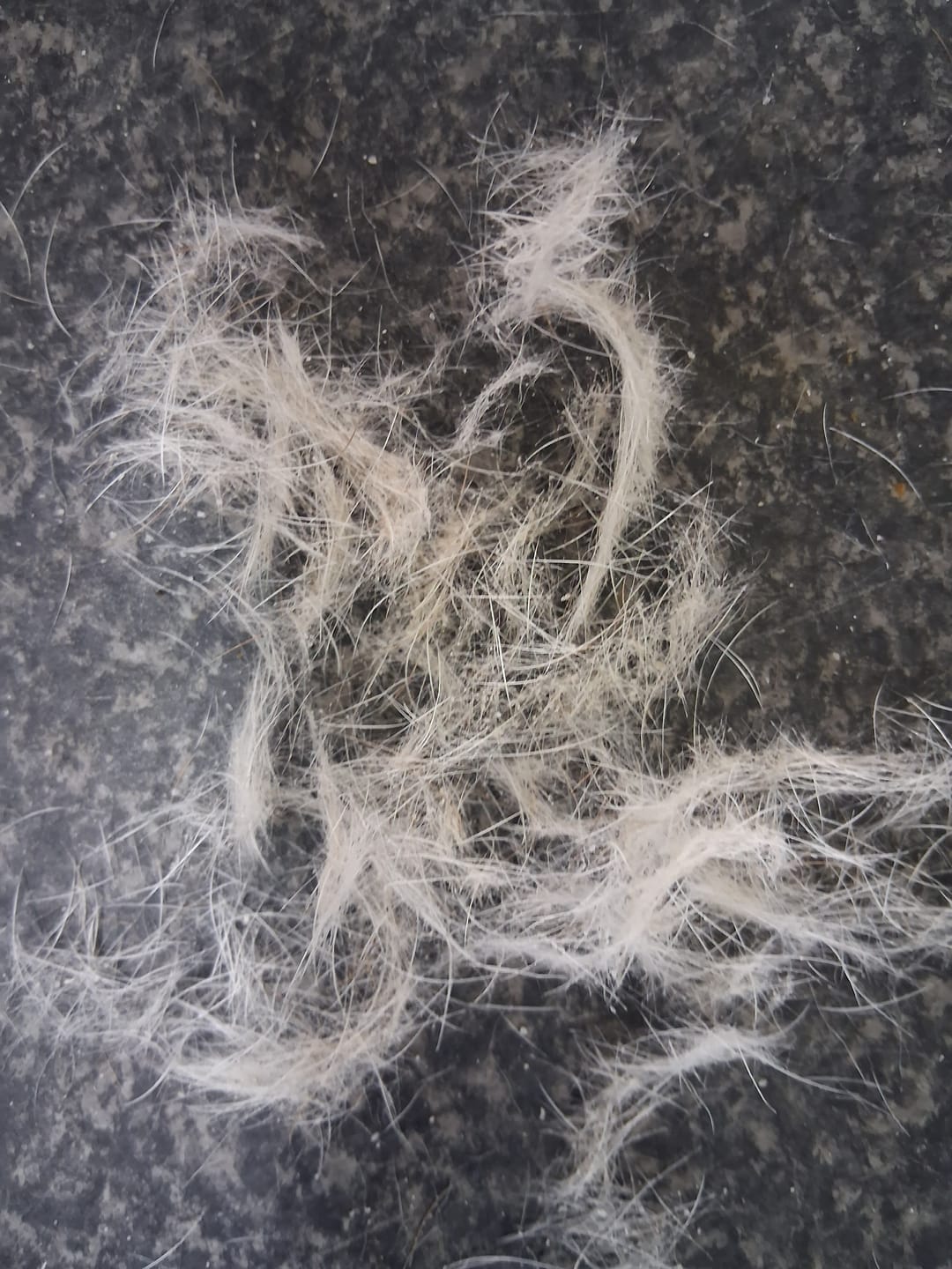 Customer photo review of Dog Deshedding Comb - Dog, Horse & Cat - Black