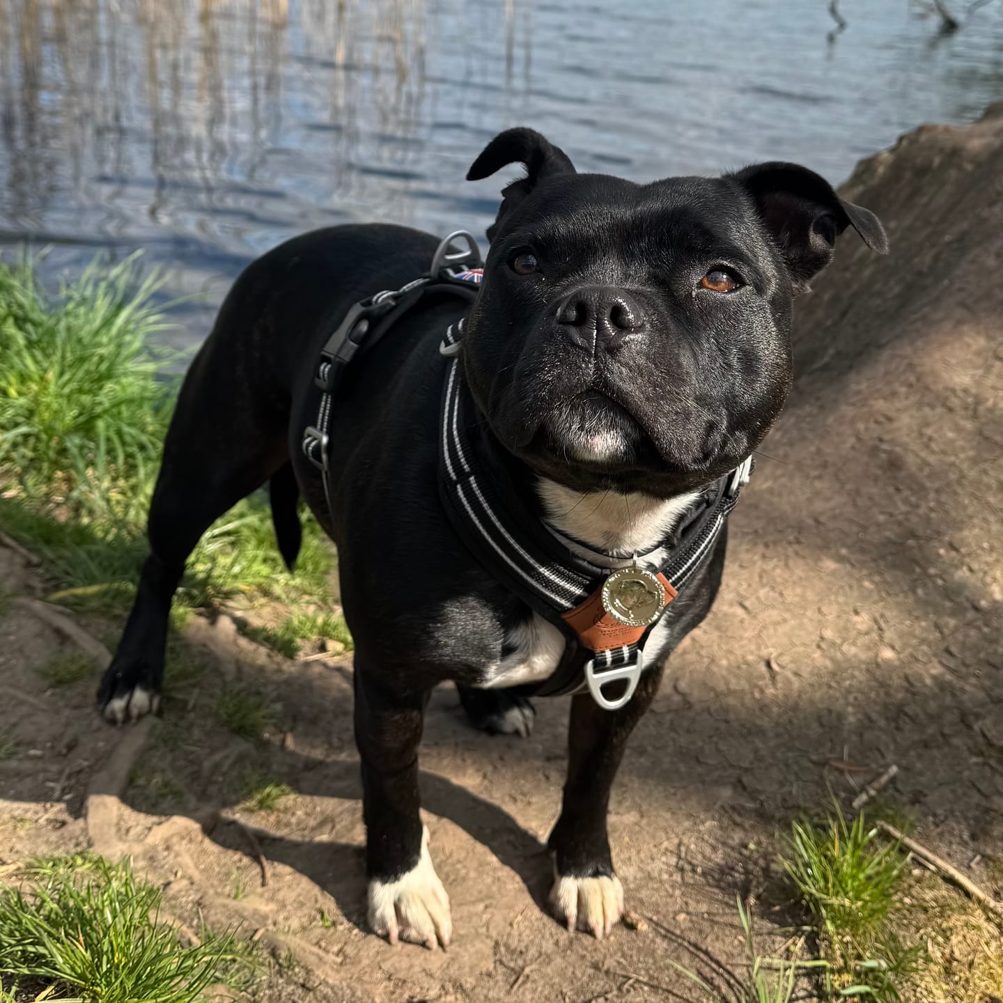 Customer photo review of Staffordshire Bull Terrier 1935® Nametag with Paracord String - Shiny