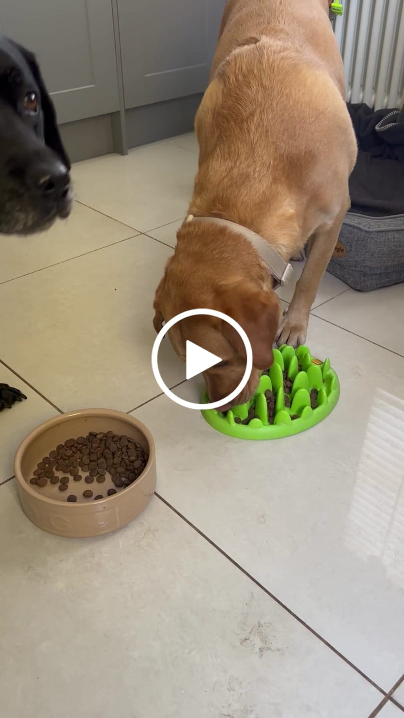 Customer video review of Welsh Lamb Dry Food