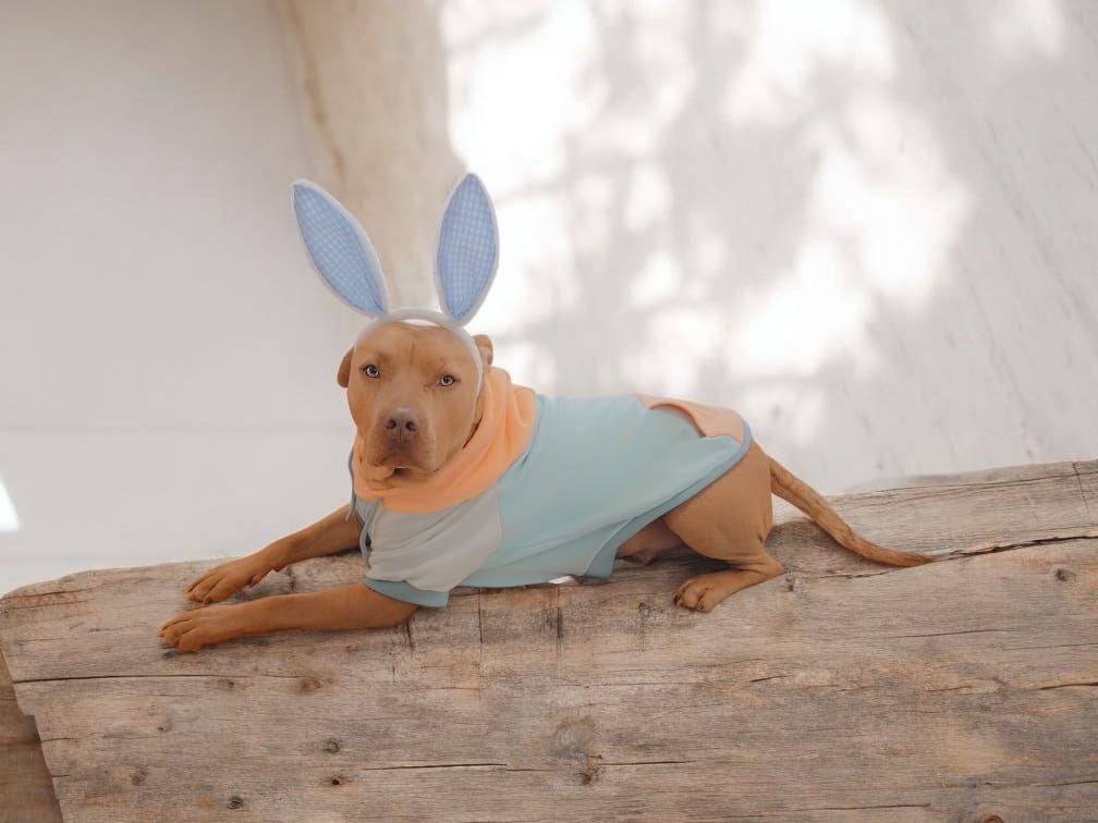 Customer photo review of Jelly Bean Dog Hoodie