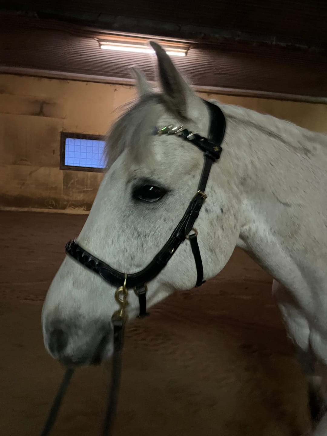 Customer photo review of Odessa bonita Multi Bridle with padded noseband - MASEGO bit to bitless system