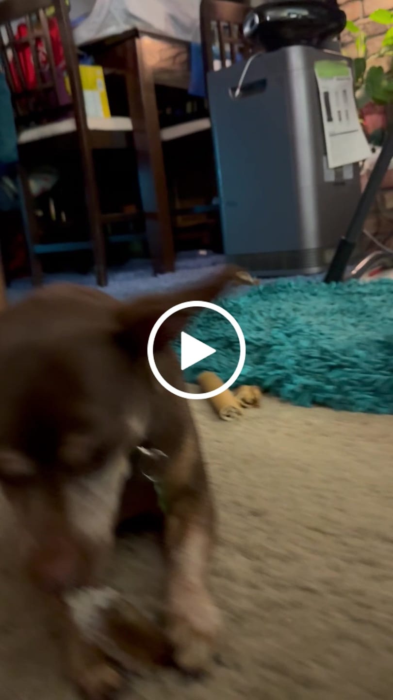 Customer video review of 1 LB Chew Pack