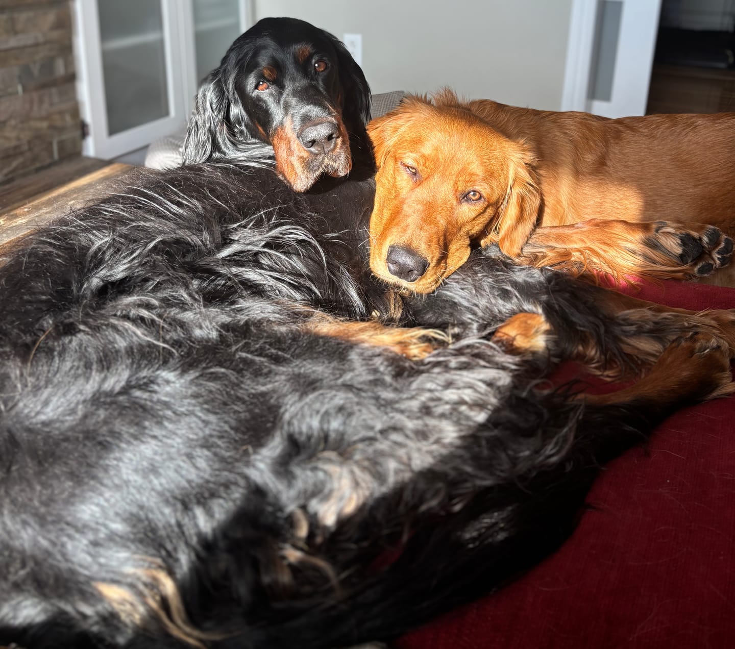 Customer photo review of 10-12 Inch Peanut Butter Cheek Roll
