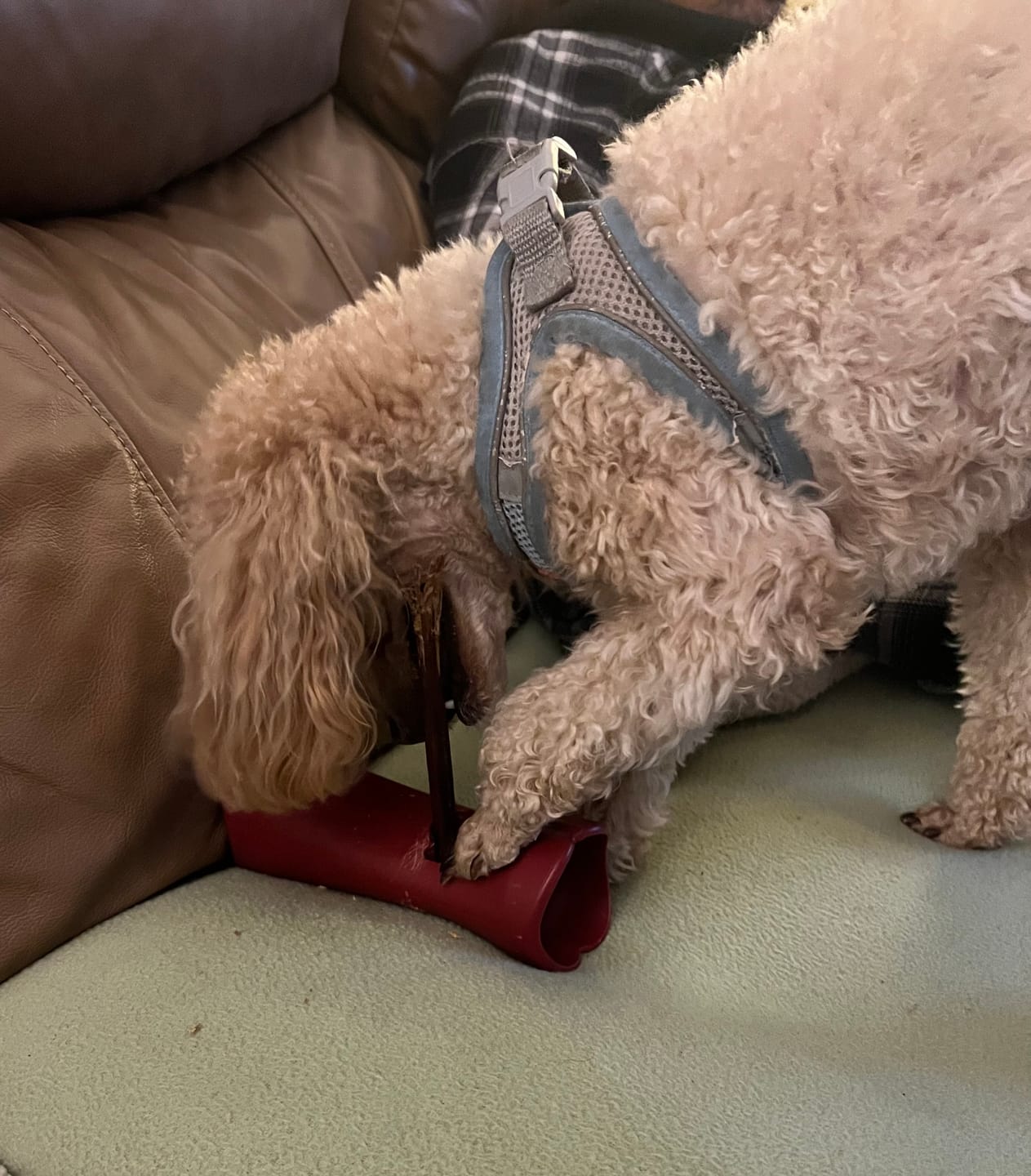 Customer photo review of 6 Inch Beef Jerky Stick