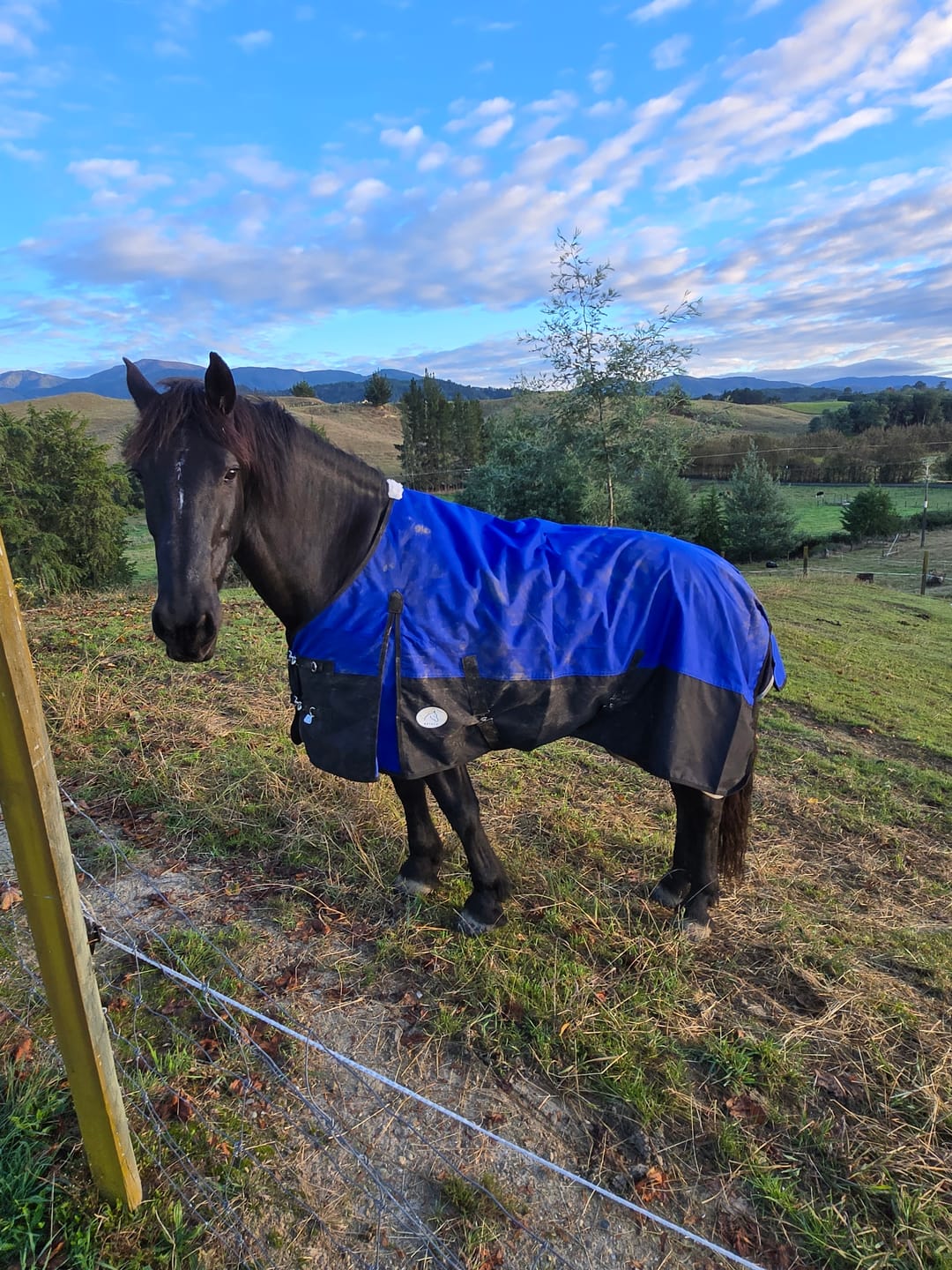 Customer photo review of Duke 1200D Standard Neck