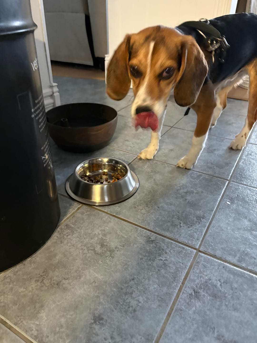 Customer photo review of Open Farm - Nourriture sans grains pour chien