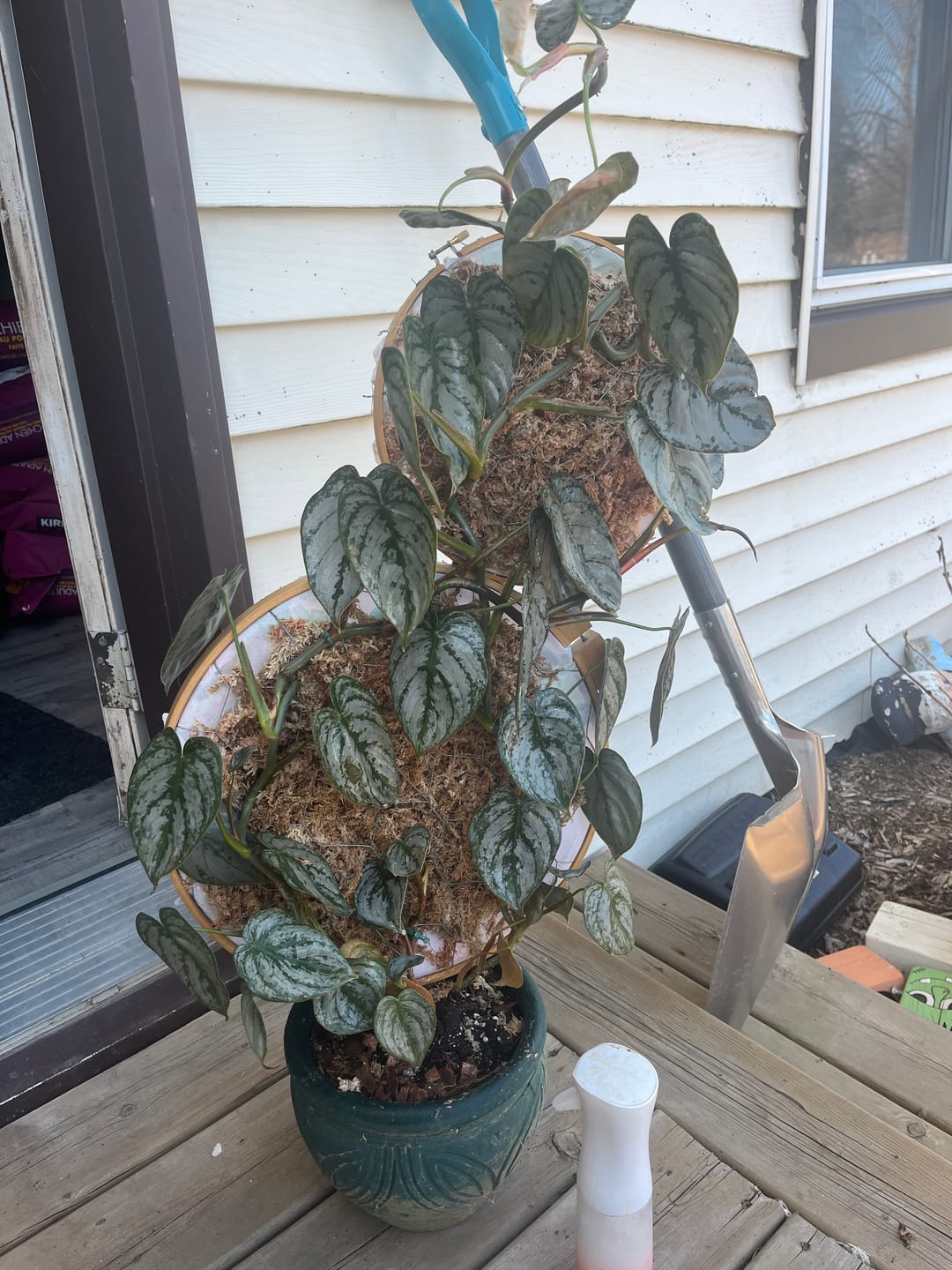 Customer photo review of Premium Sphagnum Moss
