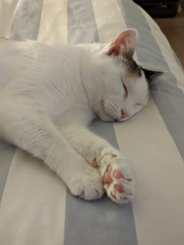 Avis photo d'un client sur Croquettes Chat Stérilisé Sans Céréales - Saumon